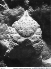 Historisches Foto von Gastrosacus tuberosiformis (Lorenthey, 1929) (NHMW-AFW-GEO-BACHMAYER-FOTO-1990-0041-2105)